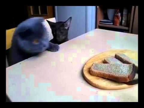 za plakati od smijeha..video