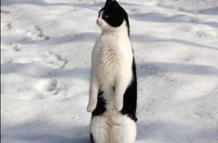 Pingvin koji prede..