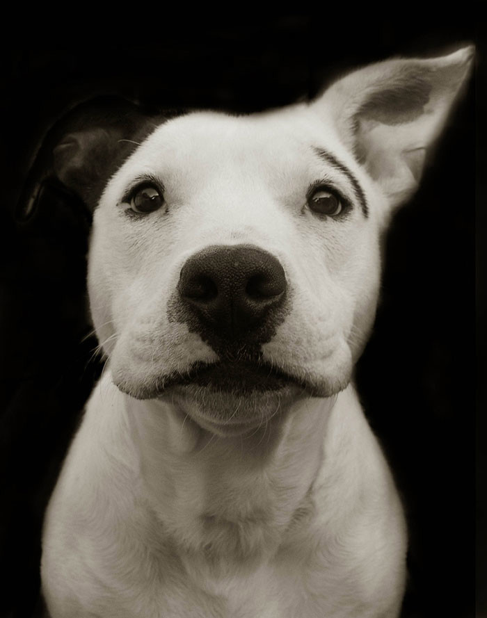 portret..