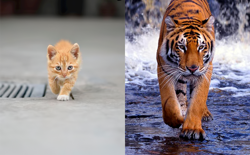 različite veličine, ali jednak stav..