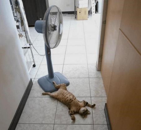 ´em ti vrućinu, ´em ti visinu..