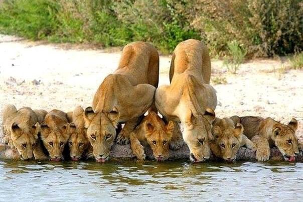 obitelj izašla na piće..