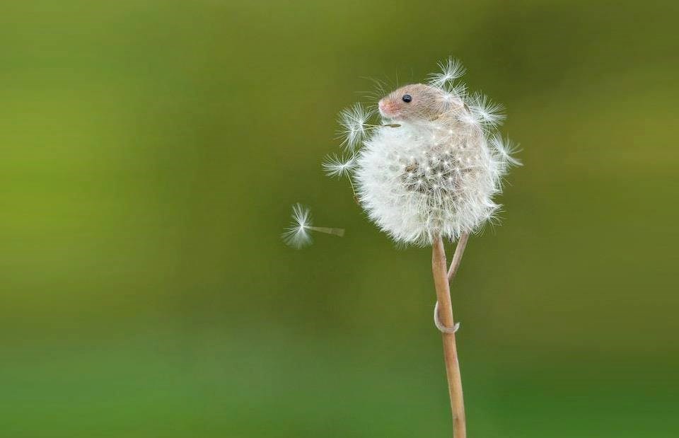 kamuflaža ili ljuljanje..