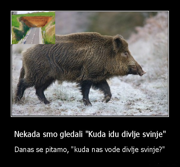Divlji u svakom pogledu..