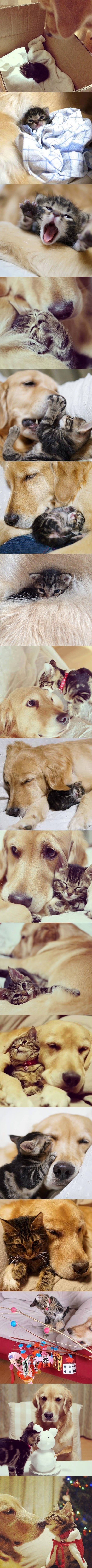 pas i maca postali najbolji prijatelji..:))