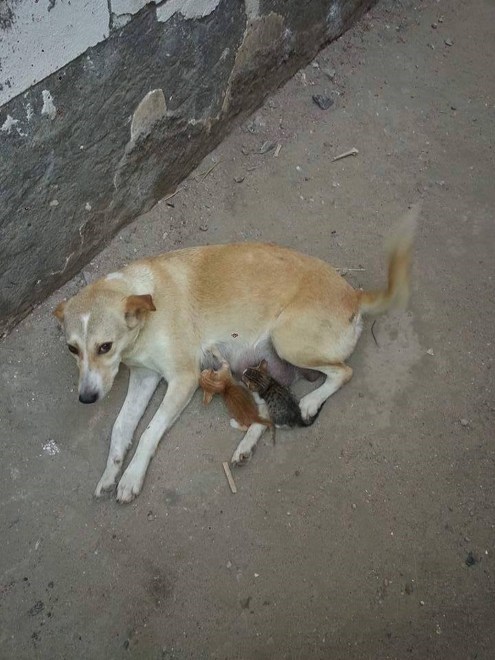 klinci su klinci...pa čiji su da su..