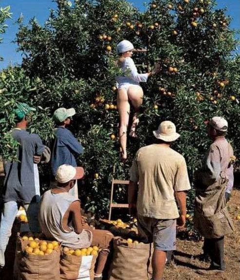 sezonskih berača svake godine sve više, a količine plodova sve manje..