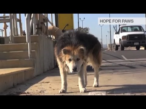 priča koja dodiruje srce..video