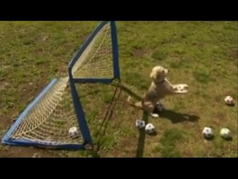 vjerovali ili ne pred nama je jedan mali svjetski rekorder..video