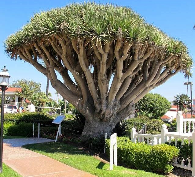 dragon tree..sa preko 100 godina života..