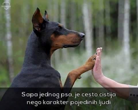 šapa prijateljstva..