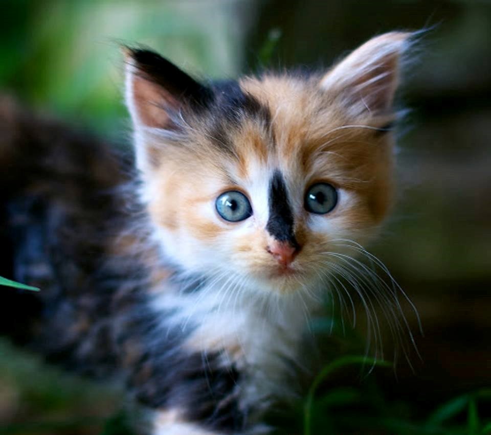 igra boje i ljepote..