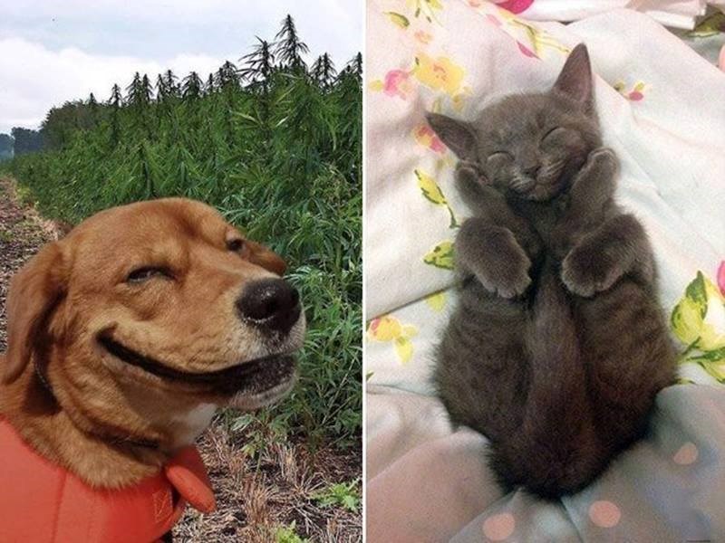 smijem se, ali baš se smijem..