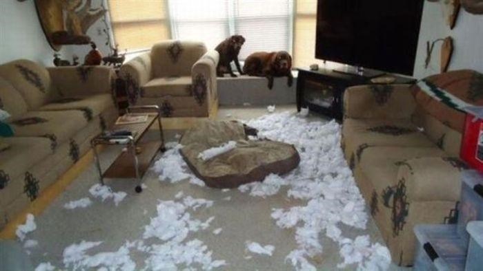 pa ih ti ostavi same u kući..:))