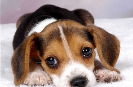 pa da mu nećeš kupiti nešto za božić..