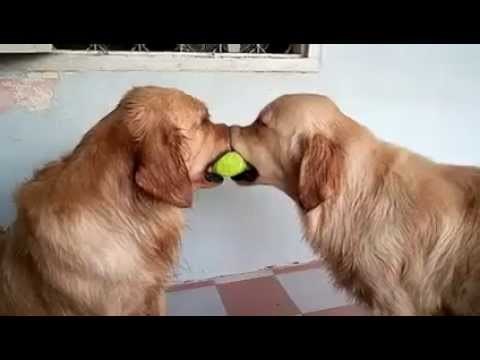 ma daj, nemojte se svađati...plizzz..video