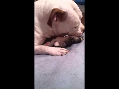 može li slađe ?? prava priroda Pitbulla..:)) video