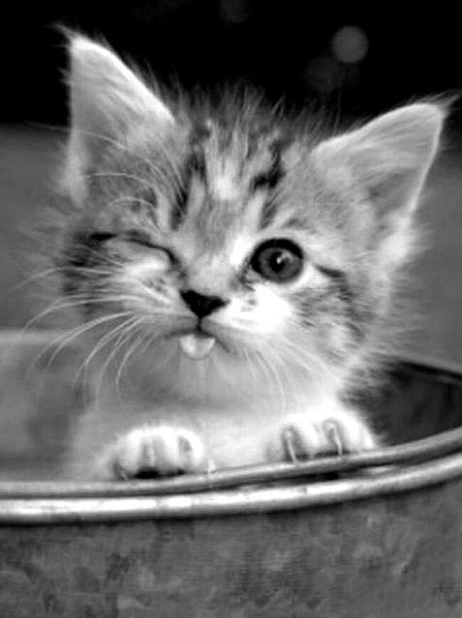 hej, komad, what's your name...