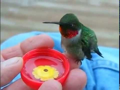 uspostavljeno novo prijateljstvo..video