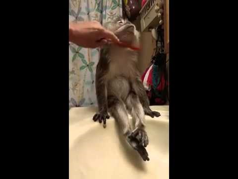 spremanje za spavanac..video