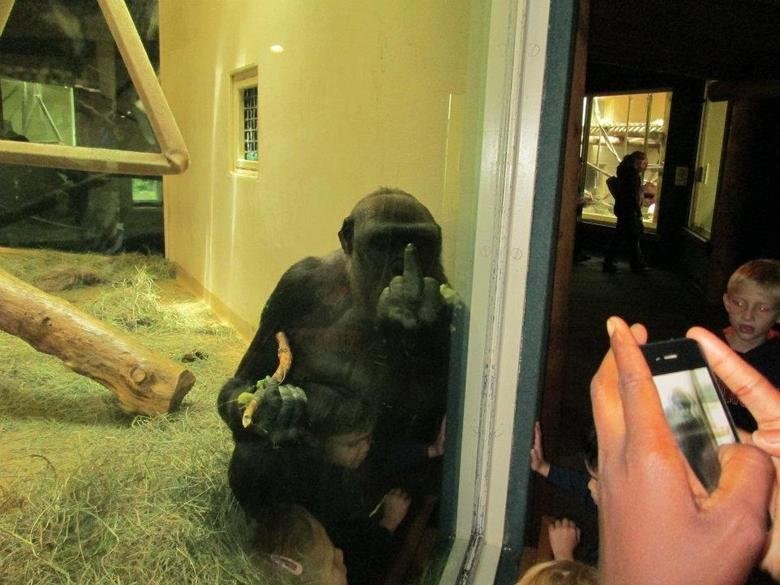 evo ti, slikaj ovo..