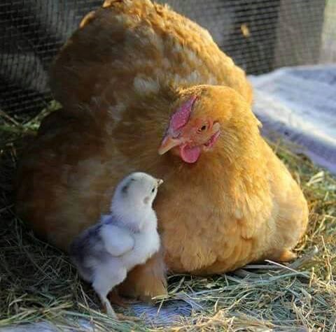 a daj, mama, samo do parka me pusti..:))