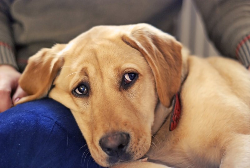 Kao da želi pitati: A zašto je život težak ?