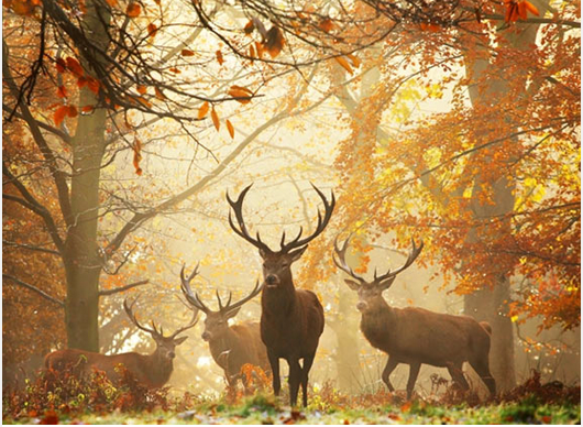 eh, ta divna Jesen..