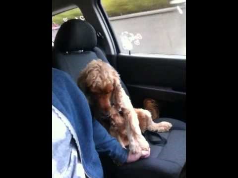 boji se voziti u autu ukoliko ga ne držiš za šapicu..:)) video