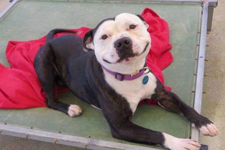 od uha do uha..a i dobro mu stoji..