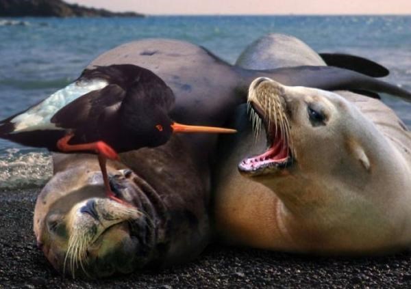 prirodna čačkalica..:))