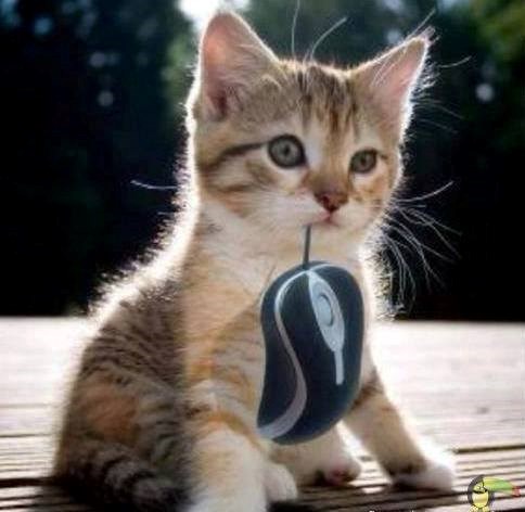 kako to misliš ulovio sam pogrešnog miša ??