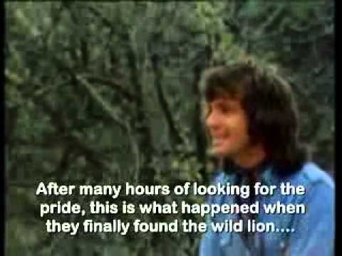 Christian the Lion - from cub to reunion..video
