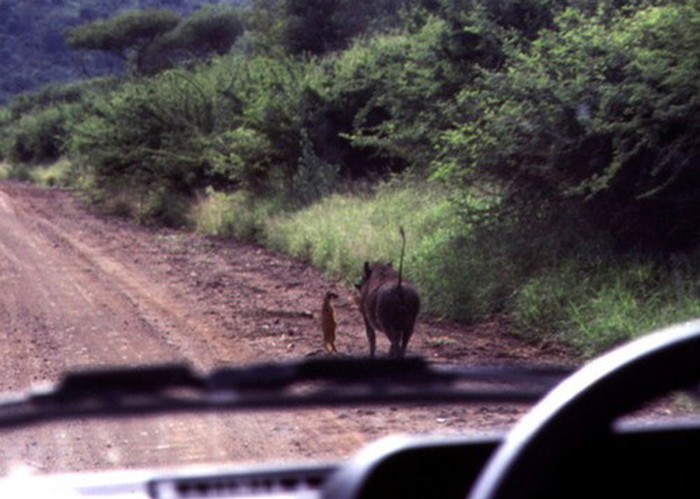 timon i pumba ipak postoje..