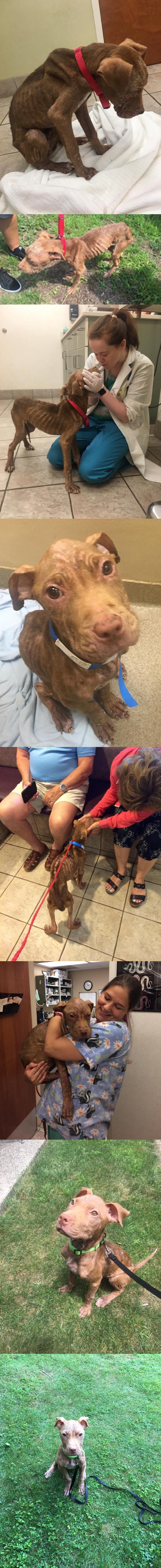 okrutni ljudi (?!?) izgladnjavali štenca..zahvaljujući dobroti drugih ljudi, ipak mu se smiješi pozitivna budućnost