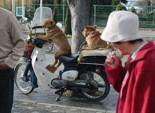 još im nedostaje jedino kaciga..