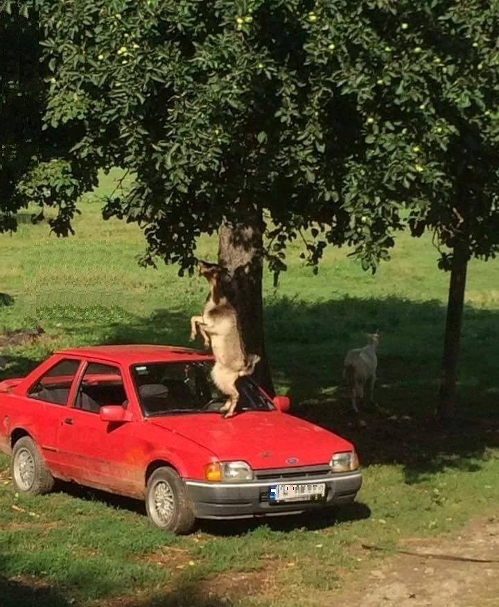 i životinje se raduju našim otkrićima..:))