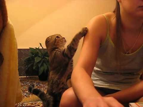 došlo vrijeme da se mace moraju same izboriti za malo pažnje..:)) video