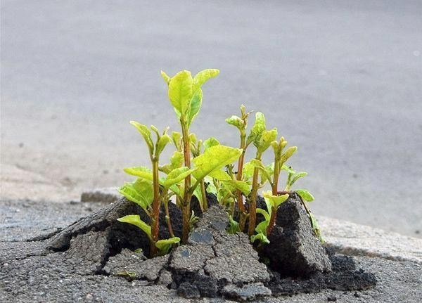 i u najnježnijim oblicima prirode ima dovoljno snage..