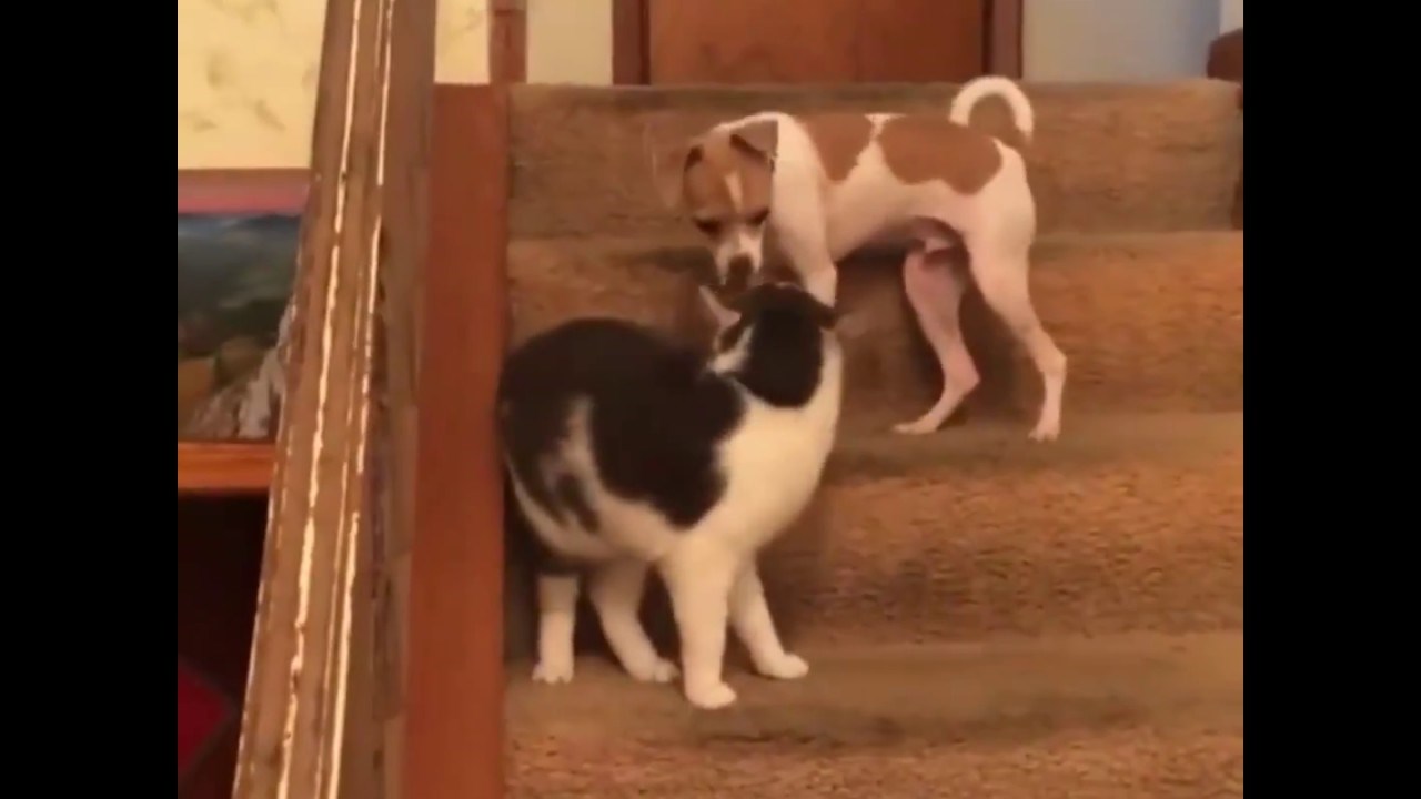 Maca je slučajno uključila turbo pogon..