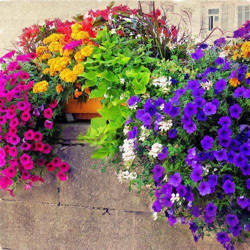 trebalo bi pitati željkicu je li ovo dozvoljeno ili narušava društveni moral..pede*sko cvijeće..