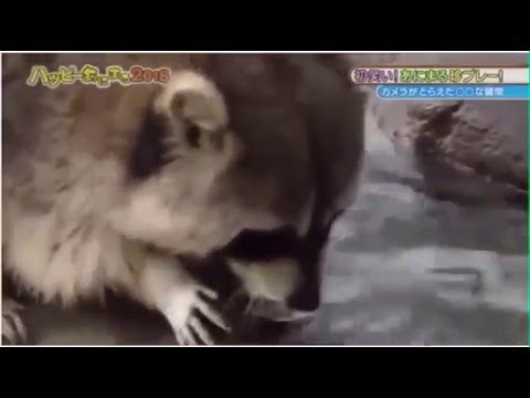 Rakuni svoju hranu peru prije jela, evo što se dogodi kada im date slatkiše topive u vodi !!! jako zločesto od ljudi..video