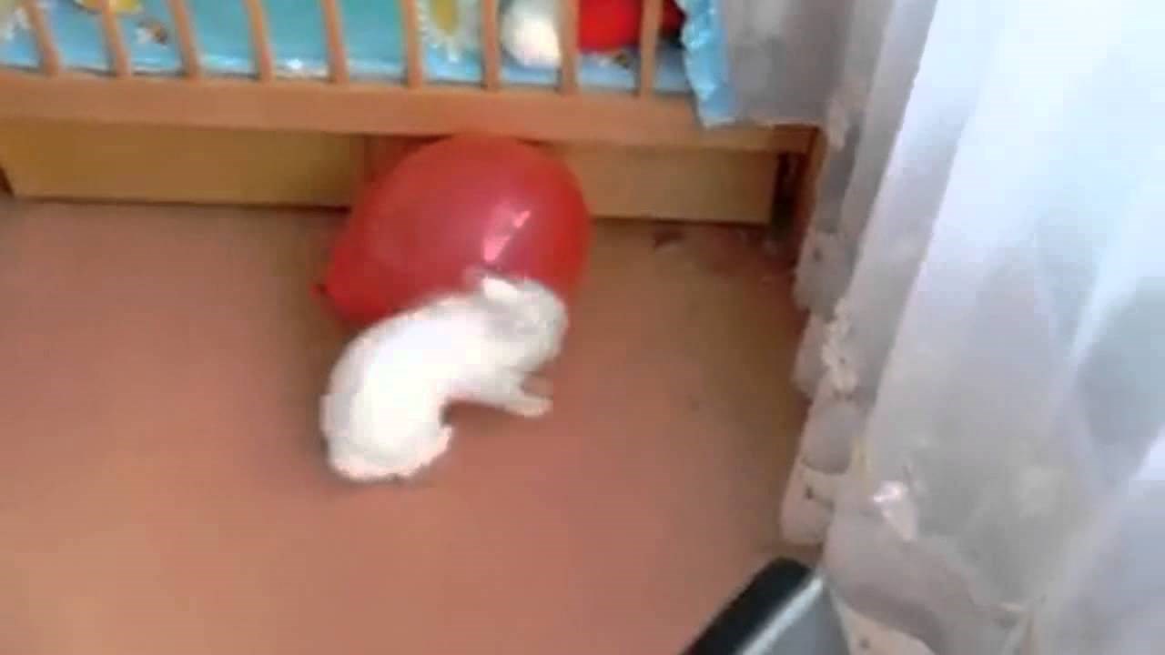 zekoslav mrkva  protiv balona..video