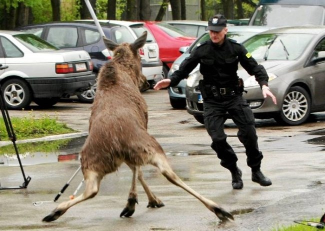 ´ajmo, lafe...ulovi me ako možeš..