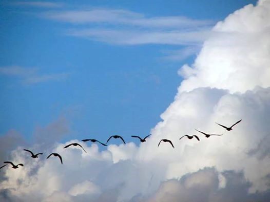 "..odlaze selice, lepršaju malena jedra po nebeskoj pučini...taj odlazak gusaka uvek me starijim učini... put do raja, o, zar je uzvodno do kraja ?.."