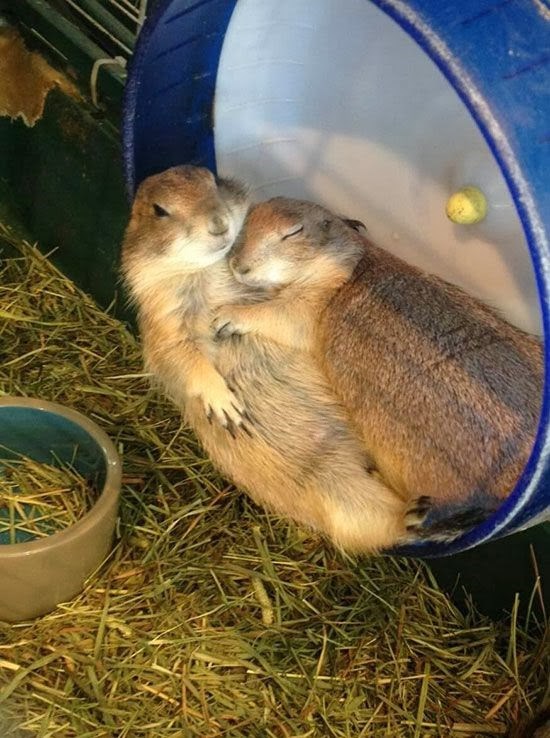 poslijepodnevni odmor..:))