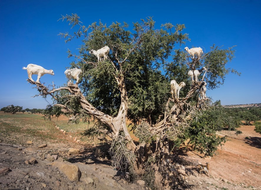 ovo se zove okititi drvce..