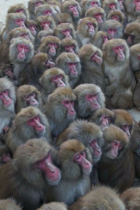 naše glasačke snage..