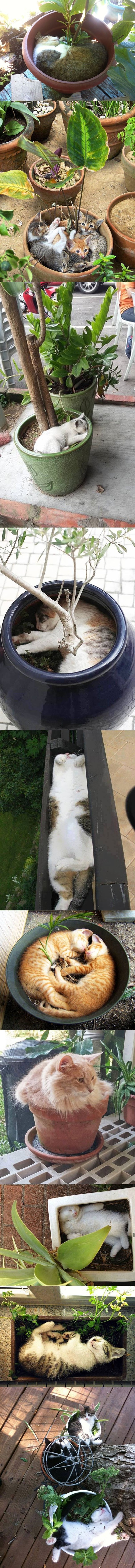 ne spavaju one, samo slušaju kako raste cvijeće..:))