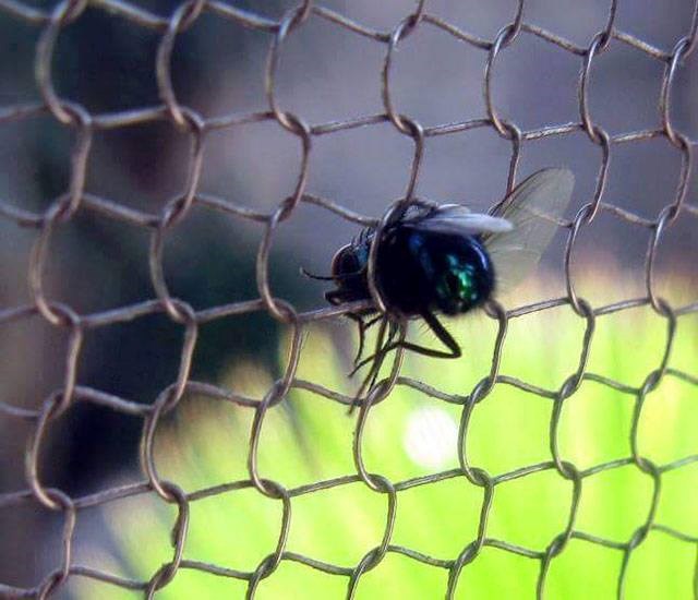 ops..ovo je uistinu neugodna pozicija čak i za jednu muhu..:))